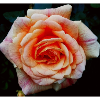 Rosentraum