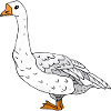 Goose
