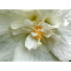 White Blossom