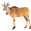 Antilope