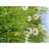 Pusteblumen Zeit