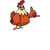 Certified Chicken Expert