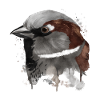 Splash Bird Sparrow