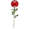 Les roses sont rouges