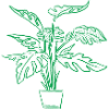 Plant Lover / Monstera