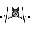 Swedish Vallhund Västgötaspets Heartbeat Peeking