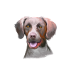 Pointer Dog Aquarelle Sketch Illustration