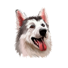 Northern Inuit Dog Acquerello Illustrazione d'arte