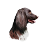 Munsterlander Small Dog Aquarelle Illustration