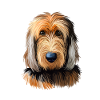 Otterhound Hund Aquarell Illustration