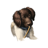 Munsterlander Small Dog Aquarelle Illustration