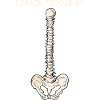 Chiropraktiker