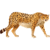Cheetah View Africa Animals Cats