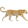 Leopard Cats Africa Animals