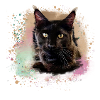 maincoon,katze,graffiti,malerei, Maine-Coon-Katze