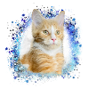 maincoon,katze,graffiti,malerei, Maine-Coon-Katze,