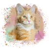 maincoon,katze,graffiti,malerei, Maine-Coon-Katze,