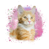 maincoon,katze,graffiti,malerei, Maine-Coon-Katze,