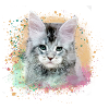 kätzchen,katze,graffiti,malerei, Maine-Coon-Katze,