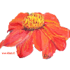 Helenium
