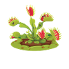 Venus Flytrap Carnivorous