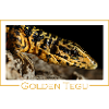 Golden Tegu