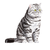 Sitzende Tabby Britisch Kurzhaar Katze
