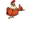 Je ne m’intéresse qu’aux poulets