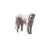 Akbash Hund - Akbash