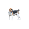 Beagle Hund - Beagle