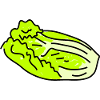 Chinese Cabbage Doodle
