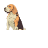Beagle Dog