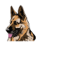 Malinois Dog