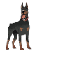 Doberman Pinscher Dog