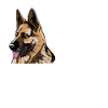 Deutscher Schäferhund Hund