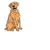 Labrador Dog