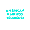 American Hairless Terriers