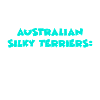 Australian Silky Terriers