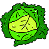 Savoy Cabbage Doodle