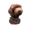 Pudelpointer Hund Aquarell Illustration