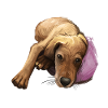 Segugio Italiano Italian Dog Watercolor Illustrati