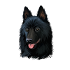 Schipperke Hund Aquarell Illustration