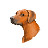 Rhodesian Ridgeback Dog Aquarelle Illustration