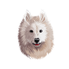 Samoyed Dog Aquarelle Sketch Illustration