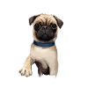 Pug Dog Aquarelle Peinture Illustration