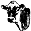 Jersey Cow (White backing)