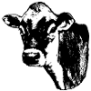 Jersey Cow (Black transparent)