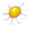 Camomille
