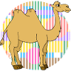 Camel