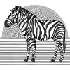 Zèbre